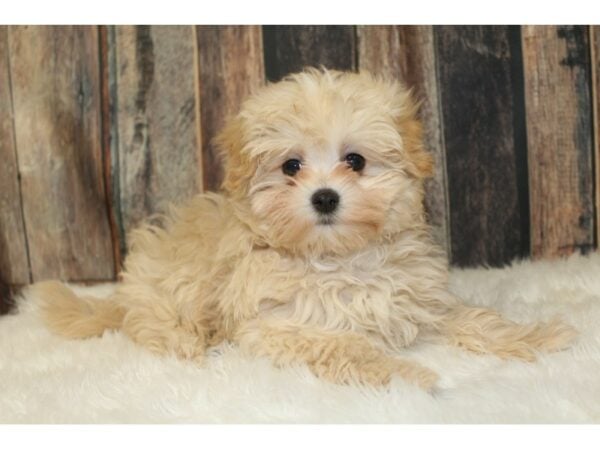 Maltipoo DOG Male Apricot 16604 Petland Racine, Wisconsin