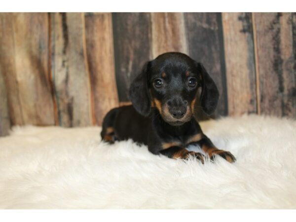 Dachshund-DOG-Female-black/tan-16605-Petland Racine, Wisconsin