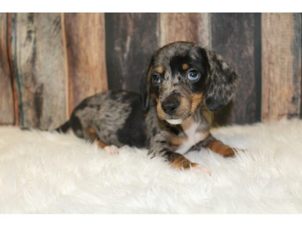 Dachshund-DOG-Male-blue dapple-16606-Petland Racine, Wisconsin