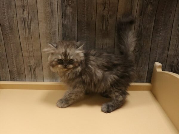 Exotic Short Hair-CAT-Male-SMKE-26385-Petland Racine, Wisconsin