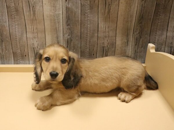 Dachshund DOG Male Red 26383 Petland Racine, Wisconsin