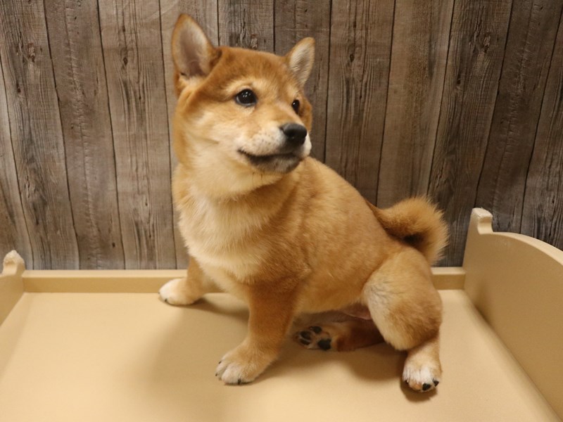 Shiba Inu