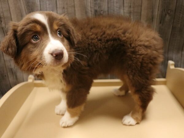 Miniature American Shepherd DOG Female Red 26381 Petland Racine, Wisconsin