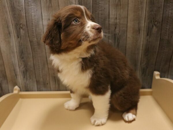 Miniature American Shepherd DOG Male Red 26380 Petland Racine, Wisconsin