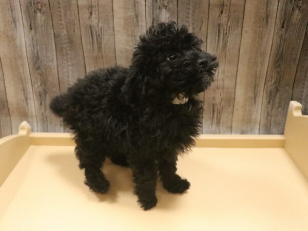 Poodle-DOG-Male-Black-26379-Petland Racine, Wisconsin