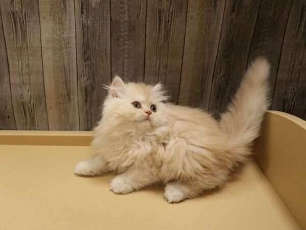 Exotic Short Hair-CAT-Female-Cream-26378-Petland Racine, Wisconsin