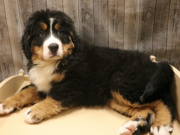 Bernese Mountain Dog DOG Male Black White / Tan 26377 Petland Racine, Wisconsin