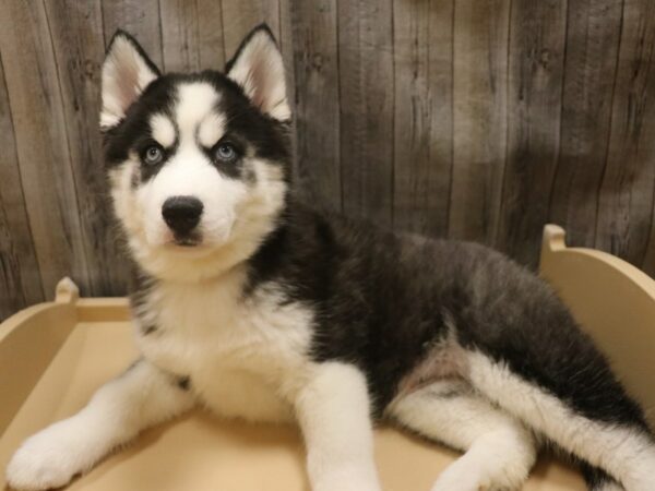 Siberian Husky-DOG-Male-Black / White-26376-Petland Racine, Wisconsin