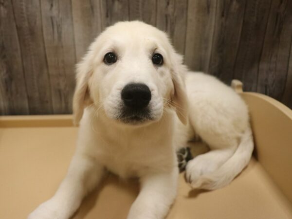 Golden Retriever-DOG-Male-Cream-26374-Petland Racine, Wisconsin