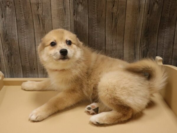 Pomsky 2nd Gen-DOG-Female-Red Merle-26373-Petland Racine, Wisconsin