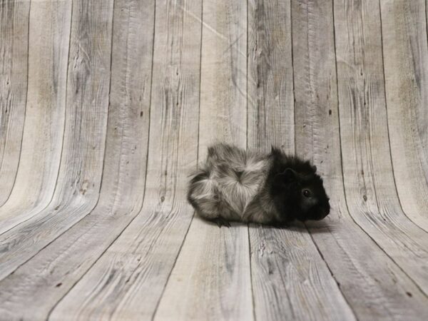 Abyssinian Guinea Pig-GUINEA PIG-Female--26372-Petland Racine, Wisconsin