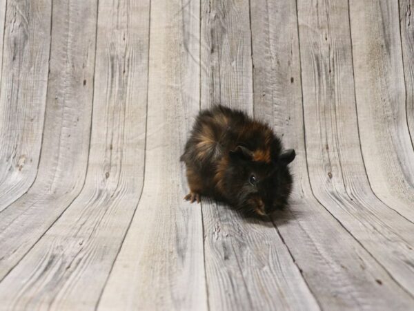 Abyssinian Guinea Pig GUINEA PIG Female 26371 Petland Racine, Wisconsin