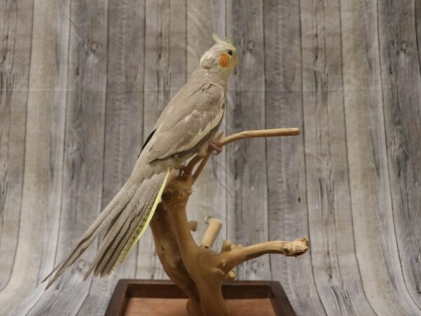 Cockatiel-BIRD---26366-Petland Racine, Wisconsin