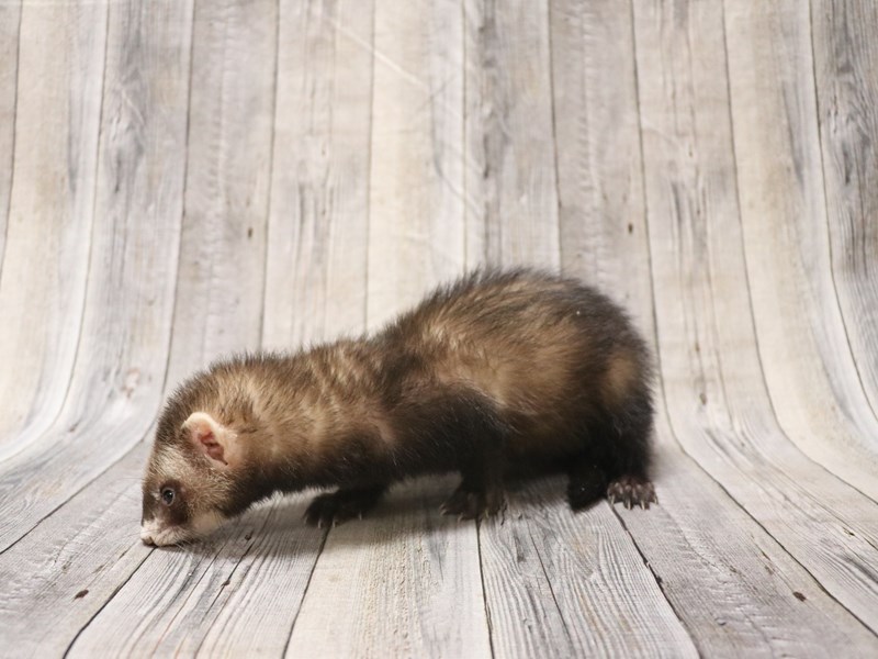 Ferret