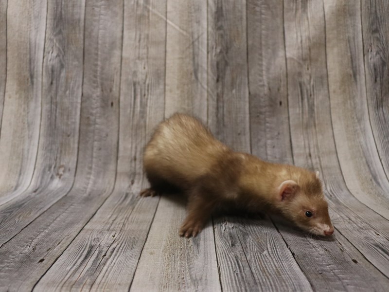 Ferret