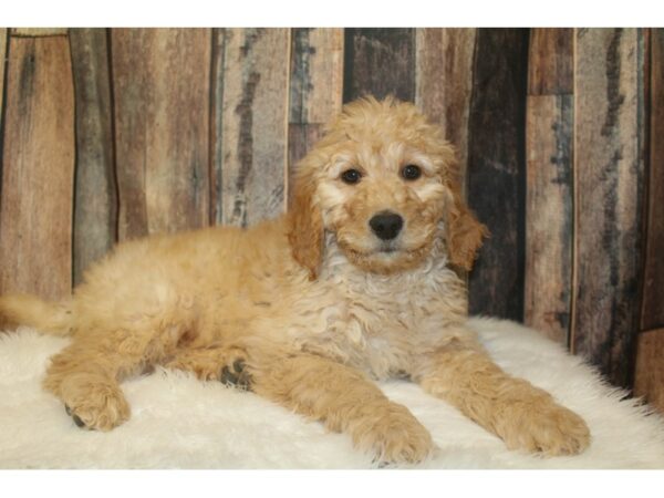 Goldendoodle 2nd Gen DOG Male Golden 16607 Petland Racine, Wisconsin