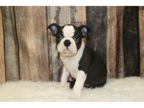 Boston Terrier-DOG-Male-Black / White-16609-Petland Racine, Wisconsin