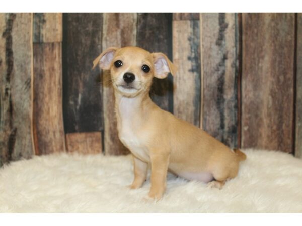 Chihuahua DOG Male Fawn 16614 Petland Racine, Wisconsin