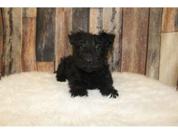 Scottish Terrier DOG Female Black 16615 Petland Racine, Wisconsin