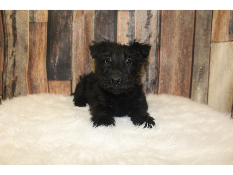 Scottish Terrier