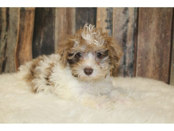 Poodle/Miniature Schnauzer-DOG-Female-Sable Merle-16619-Petland Racine, Wisconsin