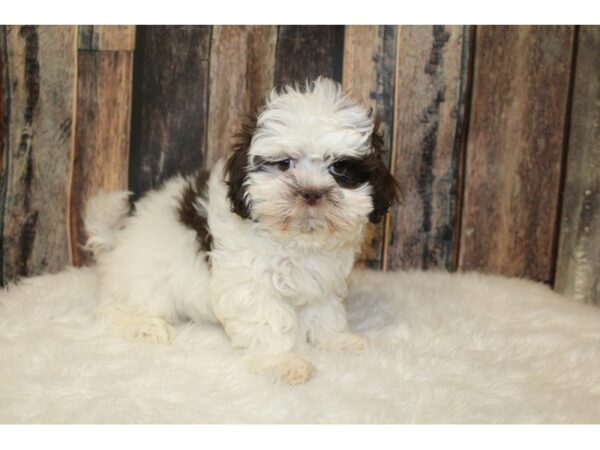 Cock A Poo-DOG-Male-White / Brown-16620-Petland Racine, Wisconsin