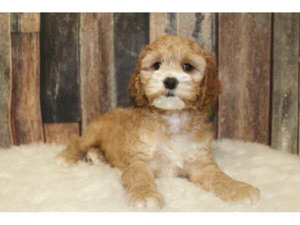 Cock A Poo DOG Male Buff 16621 Petland Racine, Wisconsin