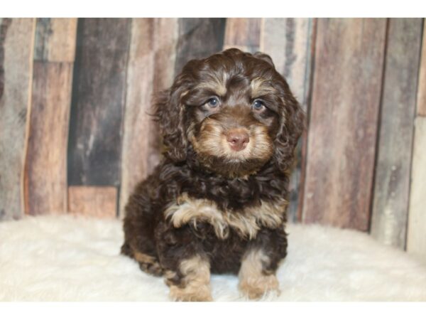 Cock A Poo 2nd Gen DOG Male Chocolate and Tan 16623 Petland Racine, Wisconsin