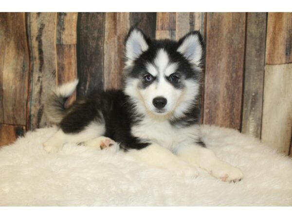 American Eskimo Dog-DOG-Female-Black / White-16627-Petland Racine, Wisconsin