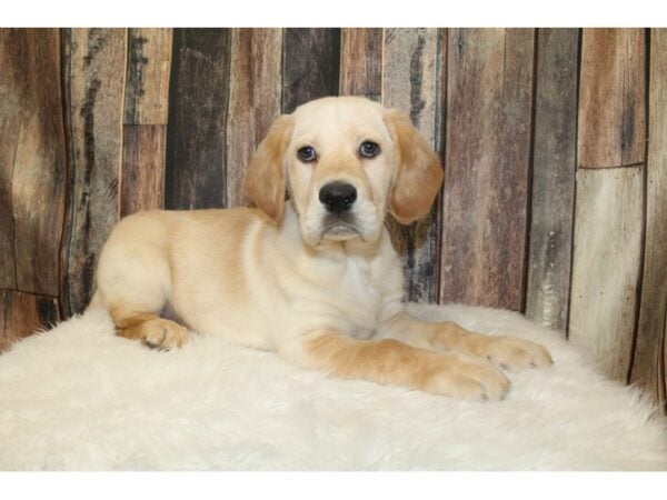 Irish Setter/German Shepherd-DOG-Male-Cream-16629-Petland Racine, Wisconsin