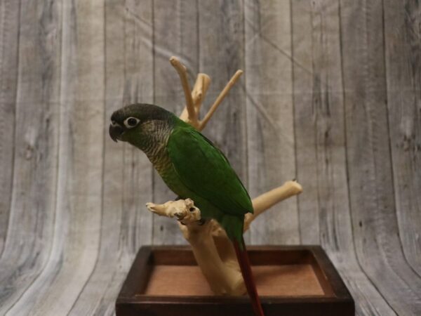 Green Cheek Conure-BIRD---26390-Petland Racine, Wisconsin