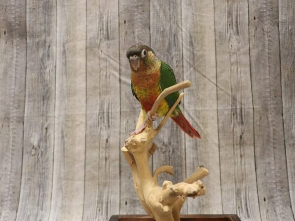 Yellow Sided Green Cheek Conure-BIRD---26392-Petland Racine, Wisconsin