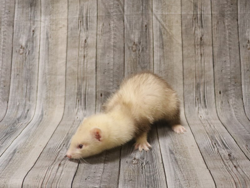 Ferret