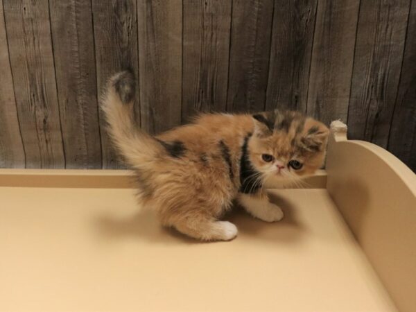 Exotic Short Hair-CAT-Female-Dilute Calico-26406-Petland Racine, Wisconsin