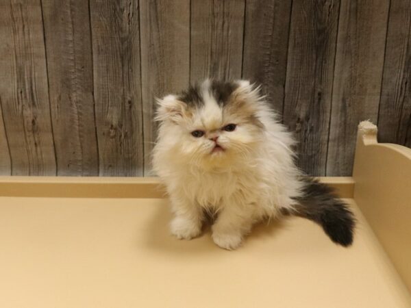 Exotic Short Hair-CAT-Female-White / Orange-26407-Petland Racine, Wisconsin