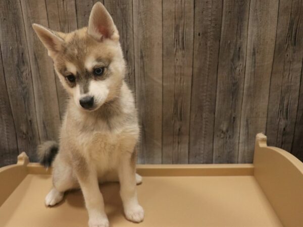 Alaskan Klee Kai-DOG-Female-Gray / White-26408-Petland Racine, Wisconsin