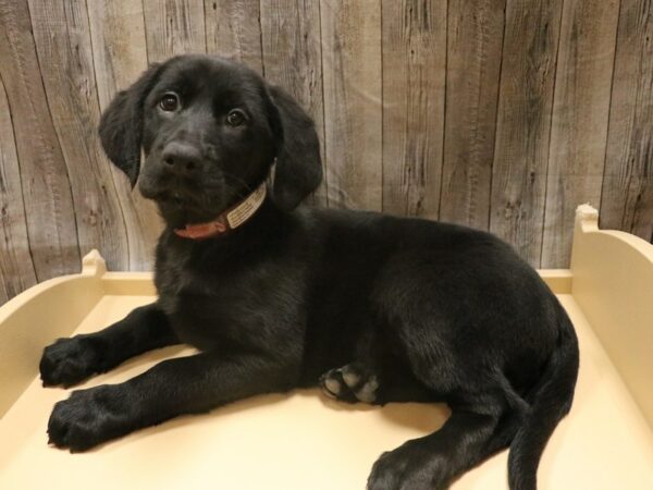 Irish Setter/German Shepherd-DOG-Female-Black-26405-Petland Racine, Wisconsin