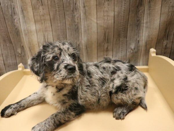 Labradoodle Mini DOG Female Blue Merle 26404 Petland Racine, Wisconsin