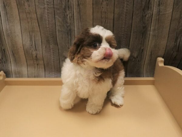 Cock A Poo DOG Male Brown / White 26402 Petland Racine, Wisconsin