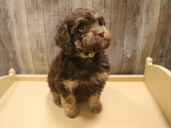 Cock A Poo 2nd Gen-DOG-Male-Chocolate and Tan-26401-Petland Racine, Wisconsin