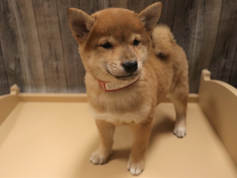 Shiba Inu