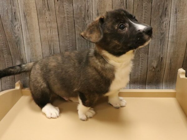 Cardigan Welsh Corgi-DOG-Male-Brindle / White-26399-Petland Racine, Wisconsin