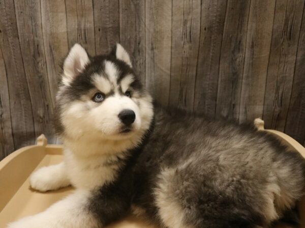 Siberian Husky-DOG-Female-Black / White-26398-Petland Racine, Wisconsin