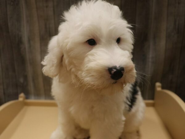 Old English Sheepdog/Poodle-DOG-Female-Black / White-26396-Petland Racine, Wisconsin