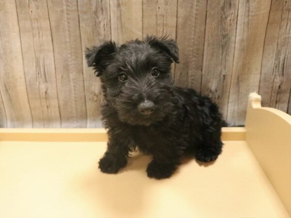 Scottish Terrier DOG Male Black 26395 Petland Racine, Wisconsin