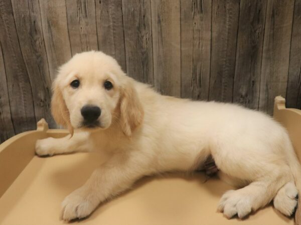Golden Retriever-DOG-Male-Cream-26394-Petland Racine, Wisconsin