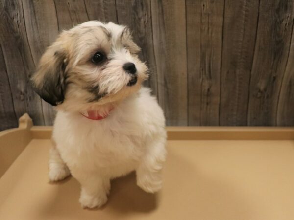 Teddy Bear DOG Female Gold / White 26393 Petland Racine, Wisconsin