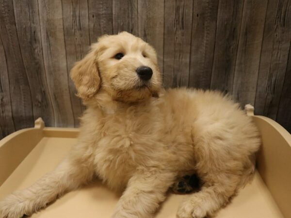 Goldendoodle 2nd Gen DOG Male Golden 26410 Petland Racine, Wisconsin