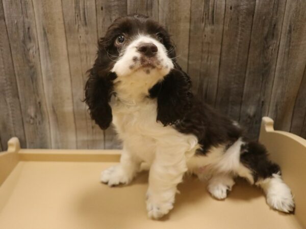 Cocker Spaniel DOG Male Chocolate / White 26424 Petland Racine, Wisconsin