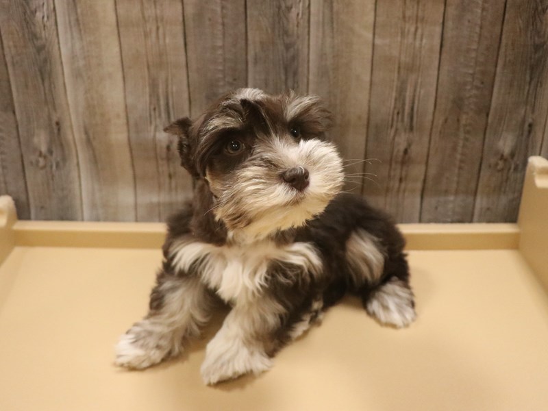 Miniature Schnauzer
